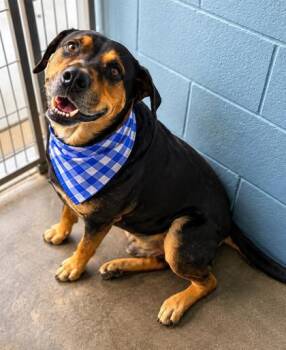 Fifa -  Rottweiler and Shepherd Dog for Adoption in Morristown, New Jersey - Fifa | PetCurious
