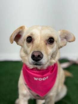 Dream-One of our Amazing Rescue Dogs -  Chihuahua and Dachshund Dog for Adoption in Carlsbad, California - Dream-One Of Our Amazing Rescue Dogs | PetCurious