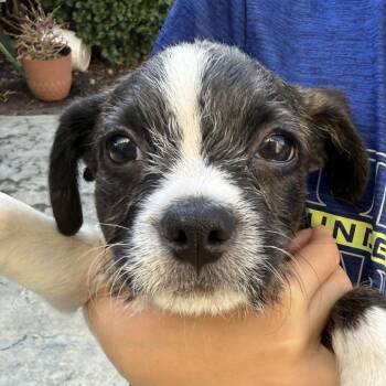 Norman -  Boston Terrier and Poodle Dog for Adoption in San Mateo, California - Norman | PetCurious
