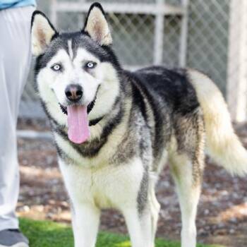 Siberian Husky Dogs Available for Adoption - VINCENZO | PetCurious