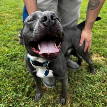 Rescue Pit Bull Terrier Dogs for Adoption in Gloucester, Virginia - Apollo | PetCurious