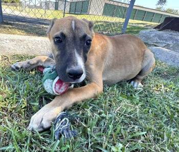 Tove -  Hound Dog for Adoption in Tarrytown, Georgia - Tove | PetCurious