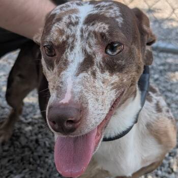 Vienna Sausage -  Mixed Breed Dog for Adoption in Asheville, North Carolina - Vienna Sausage | PetCurious