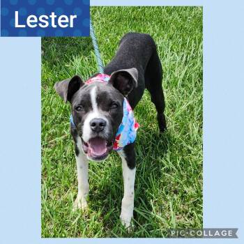 Rescue Boxer Dogs for Adoption in New Iberia, Louisiana - Lester | PetCurious