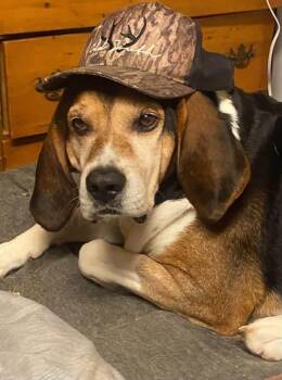 Malachi -  Treeing Walker Coonhound Dog for Adoption in Spring Hill, Tennessee - Malachi | PetCurious