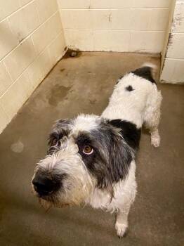 Petra-Foster Home Needed -  Poodle Dog for Adoption in Hartland, Wisconsin - Petra-Foster Home Needed | PetCurious
