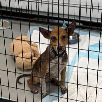 Edwina -  Cattle Dog Dog for Adoption in Houston, Texas - Edwina | PetCurious