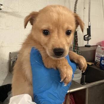 Tenten -  Shepherd Dog for Adoption in Edinburg, Texas - Tenten | PetCurious