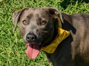 Bowie -  Mixed Breed Dog for Adoption in Myrtle Beach, South Carolina - Bowie | PetCurious