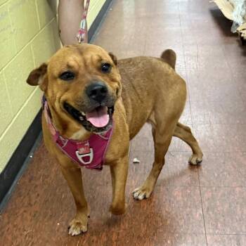 Bria -  Pit Bull Terrier and Mastiff Dog for Adoption in East St. Louis, Illinois - Bria | PetCurious