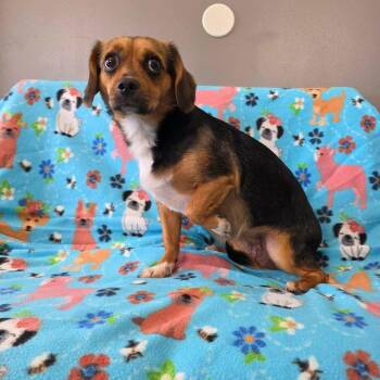 Poppy -  Beagle Dog for Adoption in Jackson, Missouri - Poppy | PetCurious