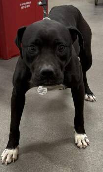 GIRL -  Pit Bull Terrier and Labrador Retriever Dog for Adoption - GIRL | PetCurious