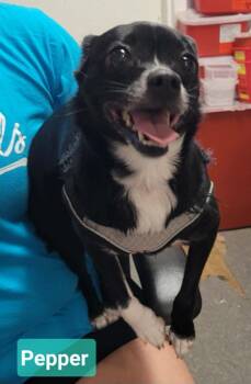 Chihuahua Dogs Available for Adoption in Richmond, Indiana - Pepper | PetCurious