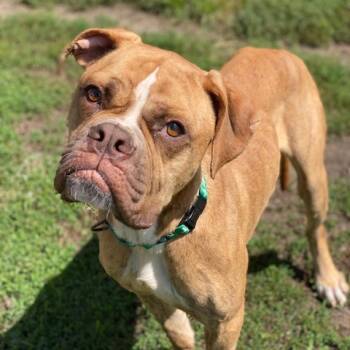 Rescue English Bulldog Dogs for Adoption in Wadena, Minnesota - Hank | PetCurious