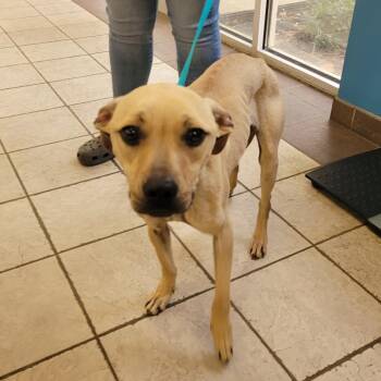 Lily 4062 -  Mixed Breed Dog for Adoption in Columbus, Georgia - Lily 4062 | PetCurious