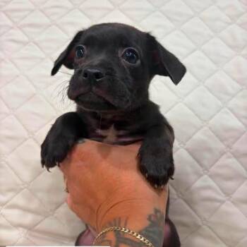 Knox -  Chihuahua and Mixed Breed Dog for Adoption in Alma, Wisconsin - Knox | PetCurious