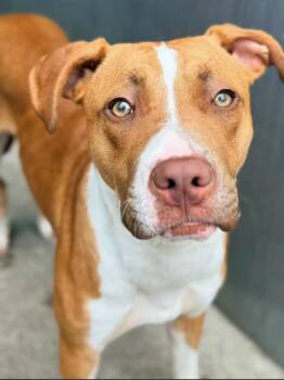 Natalee -  Pit Bull Terrier Dog for Adoption in Chicago, Illinois - Natalee | PetCurious