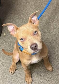 PEACH COBBLER -  Mixed Breed Dog for Adoption in Jacksonville, Florida - PEACH COBBLER | PetCurious