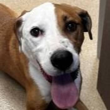 Pal -  Mixed Breed Dog for Adoption in Brenham, Texas - Pal | PetCurious