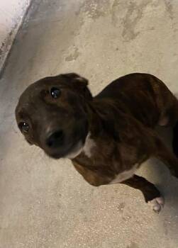 Mixed Breed Dogs Available for Adoption in Ocala, Florida - Kelso | PetCurious