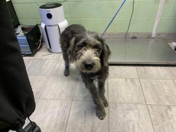 MARSHMELLOW -  Poodle and American Staffordshire Terrier Dog for Adoption in Grand Prairie, Texas - MARSHMELLOW | PetCurious