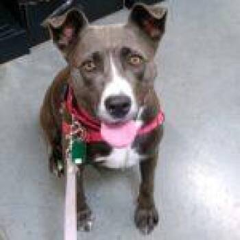 American Staffordshire Terrier Dogs Available for Adoption in Green Valley, Arizona - Pumpkin | PetCurious