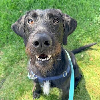 Zuko -  Black Labrador Retriever and German Wirehaired Pointer Dog for Adoption in Murray, Utah - Zuko | PetCurious