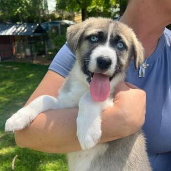 Mixed Breed Dogs Available for Adoption in Fredericksburg, Virginia - Willow | PetCurious