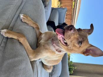 Millie Bobby brown -  German Shepherd Dog Dog for Adoption in Lodi, California - Millie Bobby Brown | PetCurious