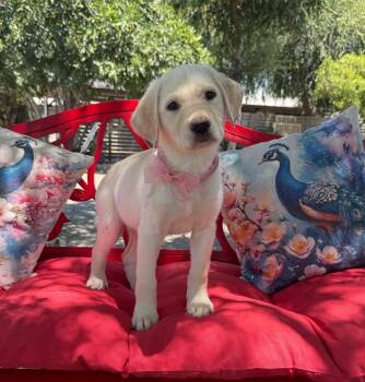Chantilly -  Labrador Retriever Dog for Adoption in Temecula, California - Chantilly | PetCurious