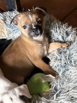 Chihuahua and Boston Terrier Dogs Available for Adoption in Ashville, Ohio - Sweet Treat Pups - Milk Bone | PetCurious