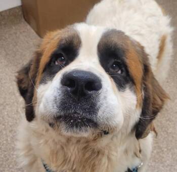 ISIS -  Saint Bernard and Mixed Breed Dog for Adoption in Albuquerque, New Mexico - ISIS | PetCurious