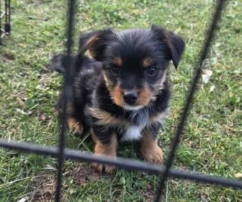 Yorkshire Terrier Dogs Available for Sale in Timberville, Virginia - Buster | PetCurious
