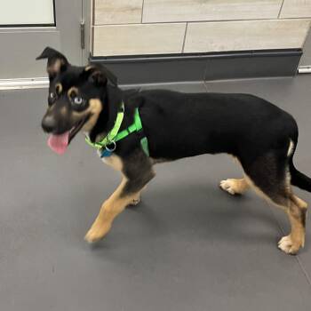 Mbappe -  Husky and White German Shepherd Dog for Adoption in Chicago, Illinois - Mbappe | PetCurious