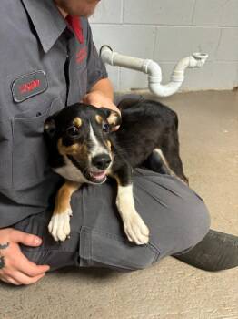 Willow(AC) -  Shepherd and Mixed Breed Dog for Adoption in Russellville, Kentucky - Willow(AC) | PetCurious