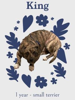 Rescue Pekingese and Mountain Cur Dogs for Adoption in Chuckey, Tennessee - King - NJ | PetCurious