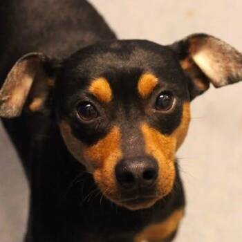 26-00915 -  Miniature Pinscher Dog Available for Adoption in Fredericksburg, Virginia - 26-00915 | PetCurious