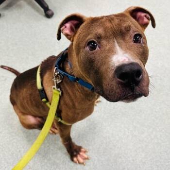 Boxer and Mixed Breed Dogs Available for Adoption in Hopkinton, Massachusetts - Kimchi | PetCurious