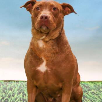 Labrador Retriever and Mixed Breed Dogs Available for Adoption in Casa Grande, Arizona - Armani | PetCurious