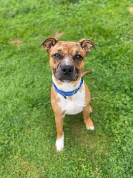 Negan -  Catahoula Leopard Dog and Pit Bull Terrier Dog for Adoption in Eastpointe, Michigan - Negan | PetCurious