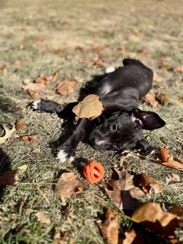 Rescue Pit Bull Terrier and Mixed Breed Dogs for Adoption in Springfield, Illinois - Nina | PetCurious