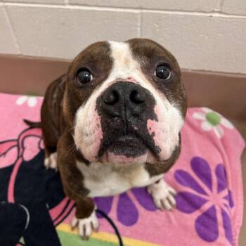Dracula -  American Staffordshire Terrier Dog for Adoption in Reno, Nevada - Dracula | PetCurious