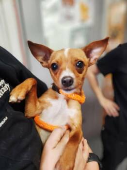 Chihuahua Dogs Available for Adoption in Newport, Kentucky - Hook | PetCurious