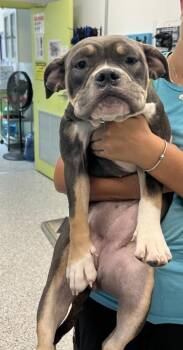 Peach - 1 -  American Bulldog and Mixed Breed Dog for Adoption in Daytona Beach, Florida - Peach - 1 | PetCurious