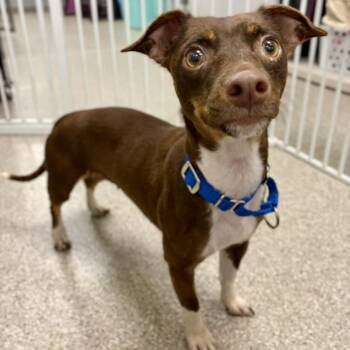 Dachshund and Chihuahua Dogs Available for Adoption in Fullerton, Pennsylvania - Simone | PetCurious