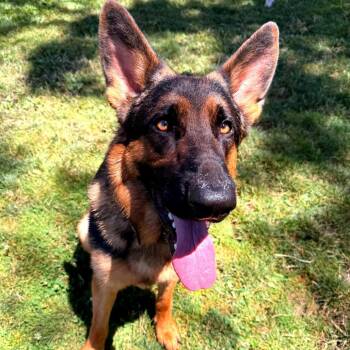 Danny -  Mixed Breed Dog for Adoption in Medford, Oregon - Danny | PetCurious