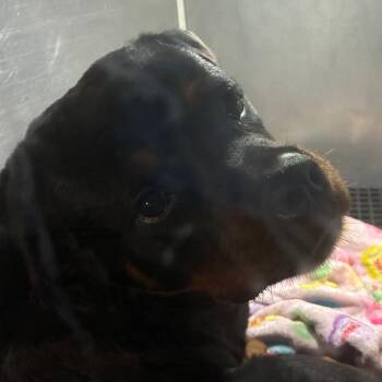 Rotunda -  Rottweiler Dog for Adoption in Philadelphia, Pennsylvania - Rotunda | PetCurious