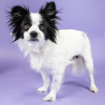 Phoebe -  Papillon Dog for Adoption in Portland, Oregon - Phoebe | PetCurious