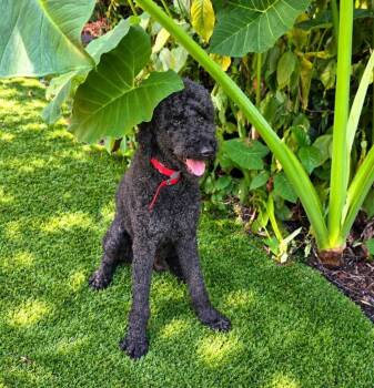 BENTLEY -  Poodle Dog for Adoption in Palm City, Florida - BENTLEY | PetCurious