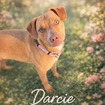 Pit Bull Terrier and Labrador Retriever Dogs Available for Adoption - Darcie  (Pretty, Friendly, Fun, Beautiful Eyes, Loves People, Do | PetCurious